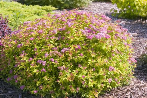 Using Spirea Magic Carpet in Container Gardening: Tips and Tricks